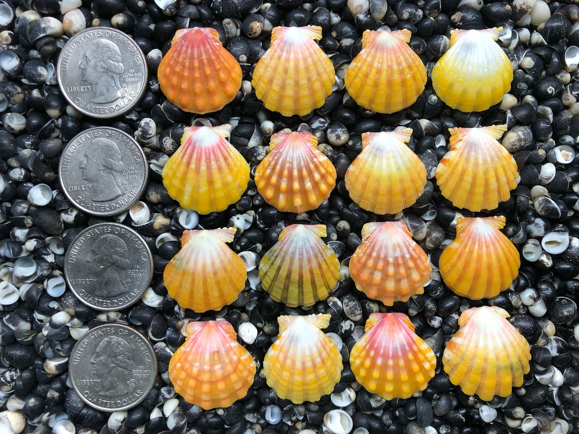 0703 lot of sunrise shells