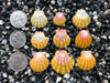 0704 lot of sunrise shells