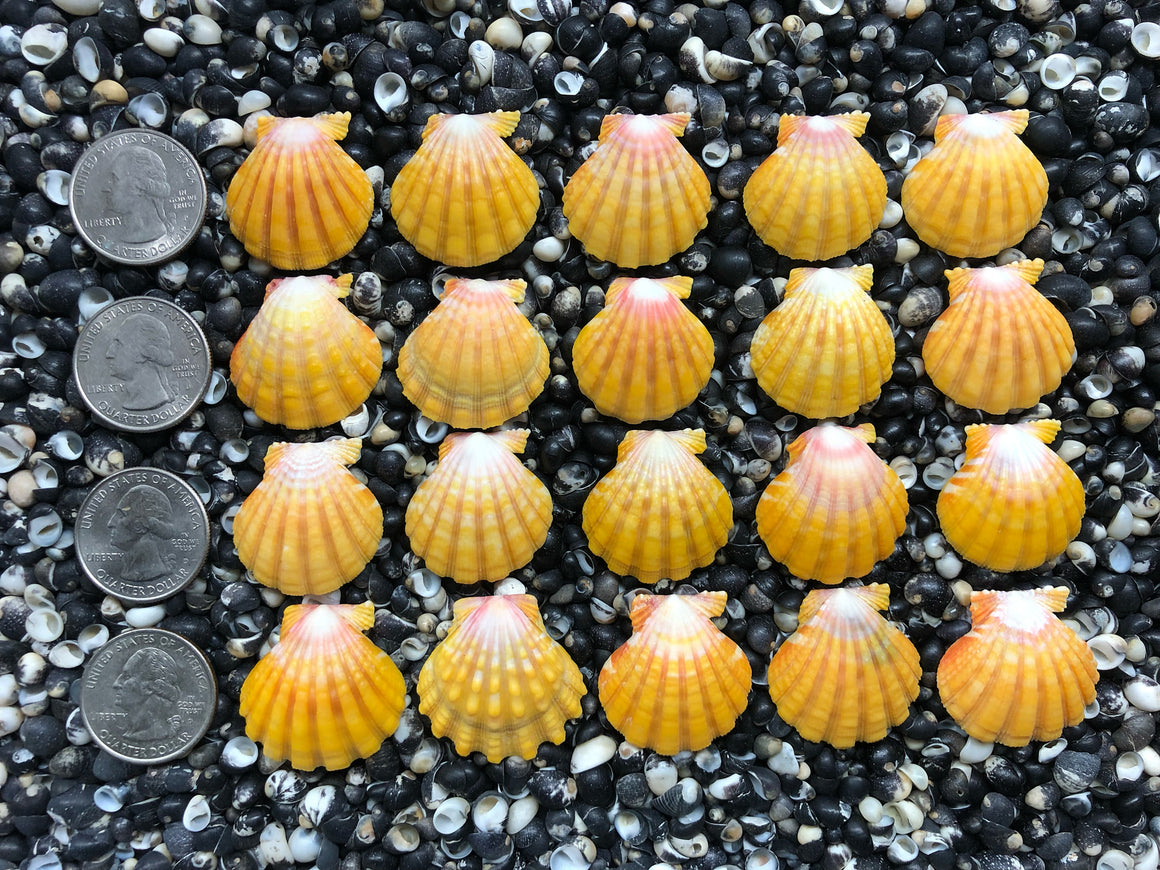 0705 lot of sunrise shells