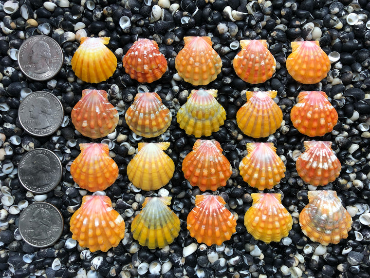 0706 lot of sunrise shells