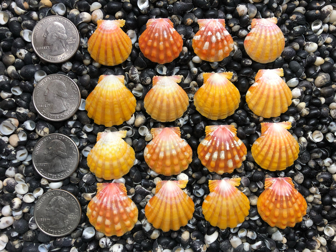 0707 lot of sunrise shells