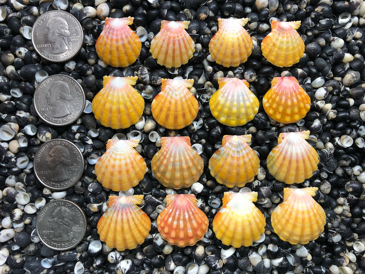0708 lot of sunrise shells