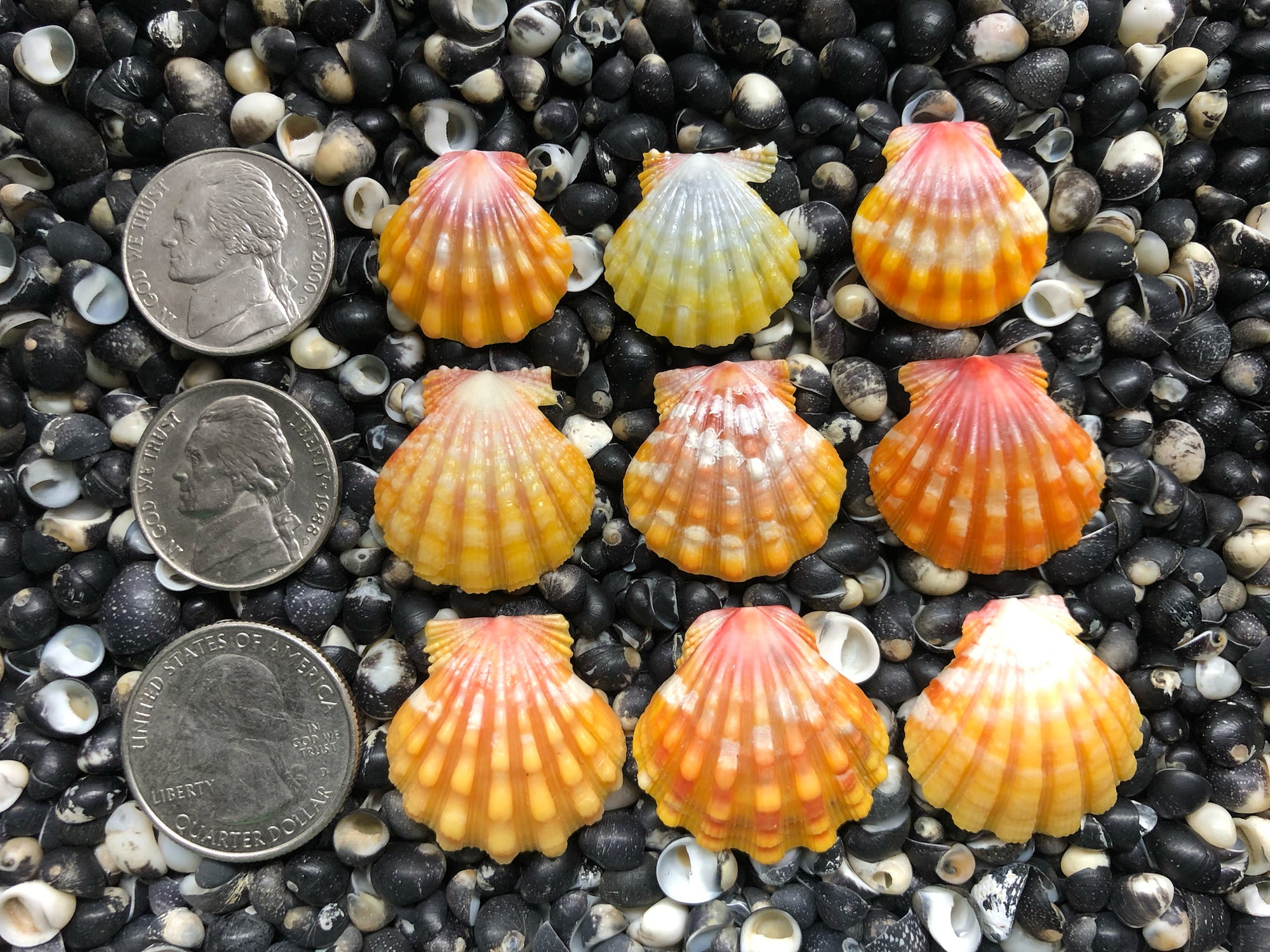 0710 lot of sunrise shells
