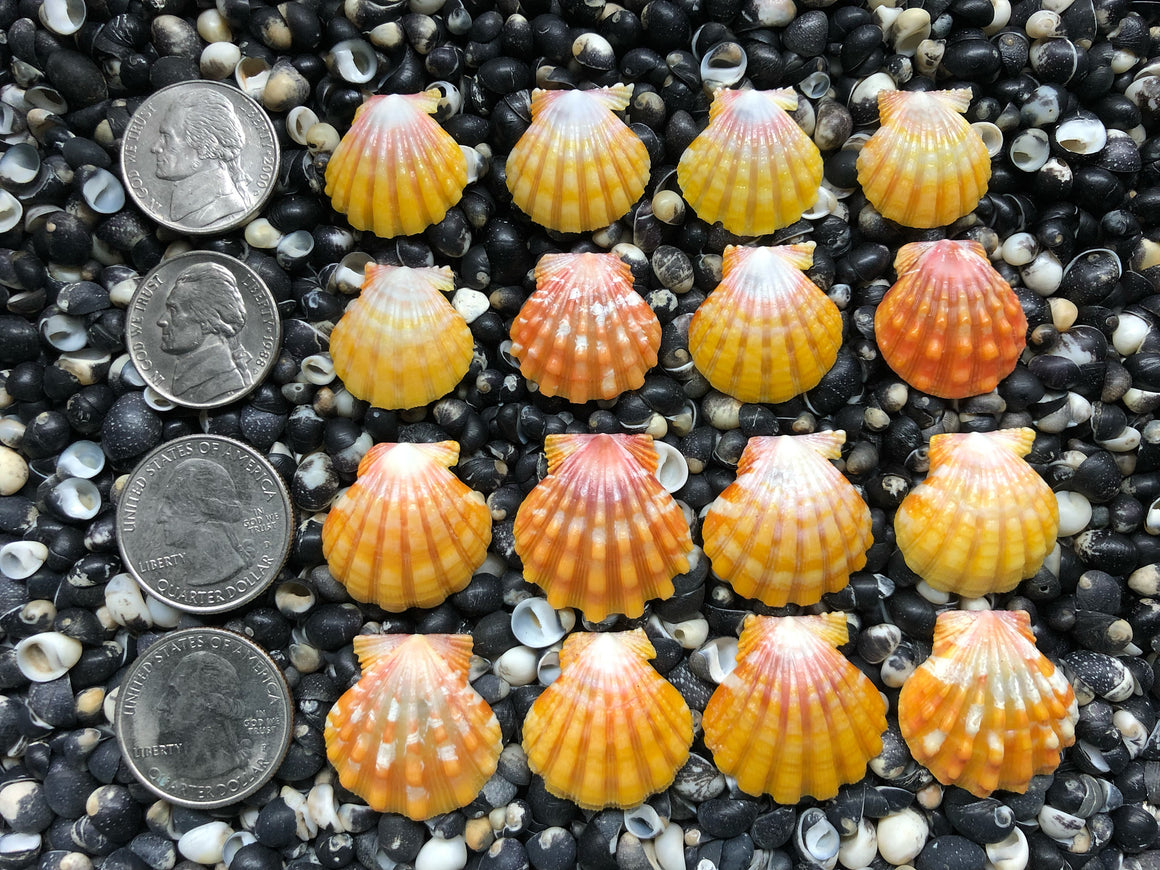 0711 lot of sunrise shells