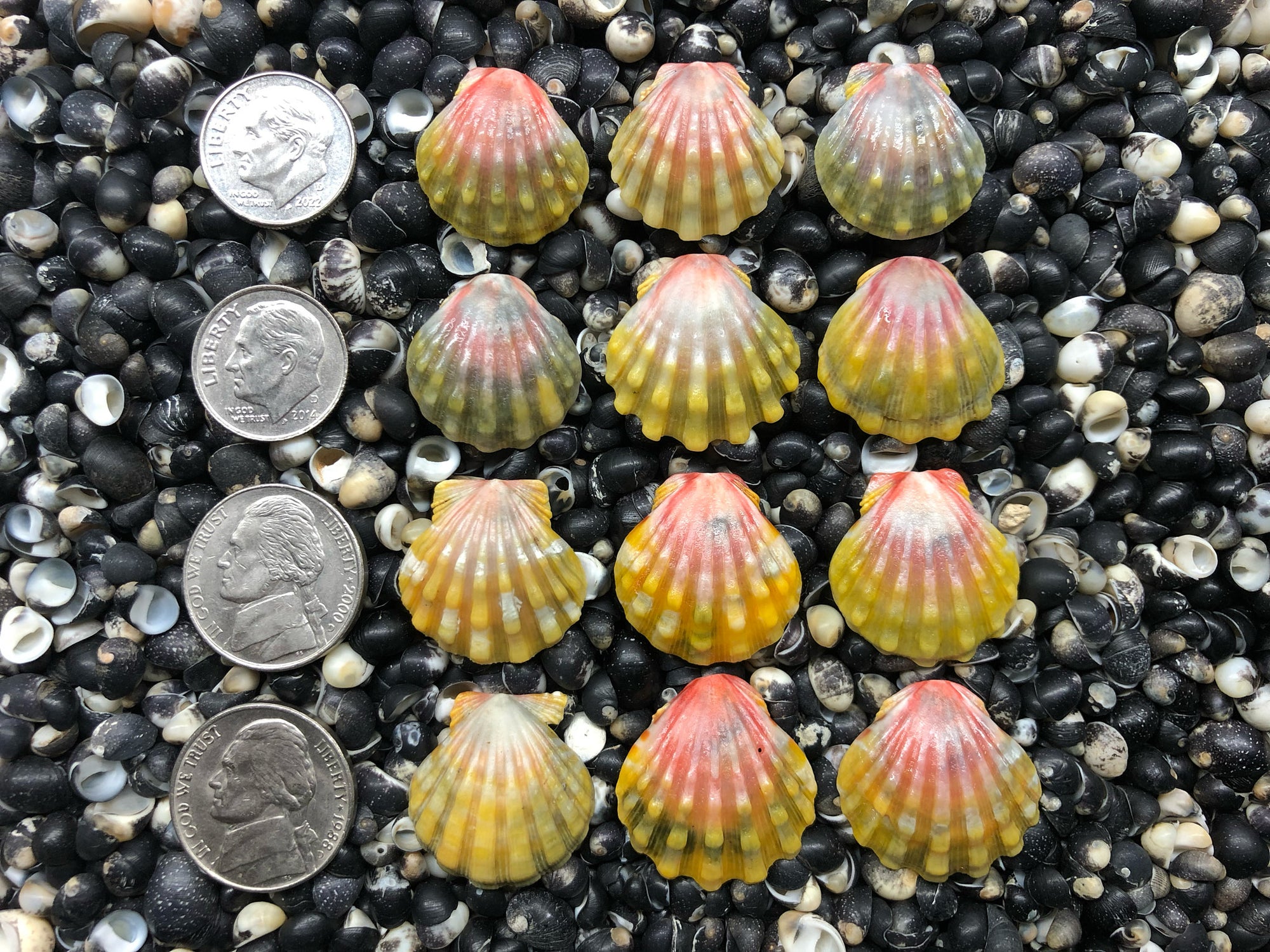 0712 lot of sunrise shells