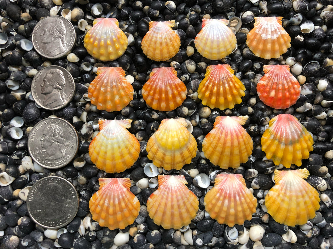 0715 lot of sunrise shells
