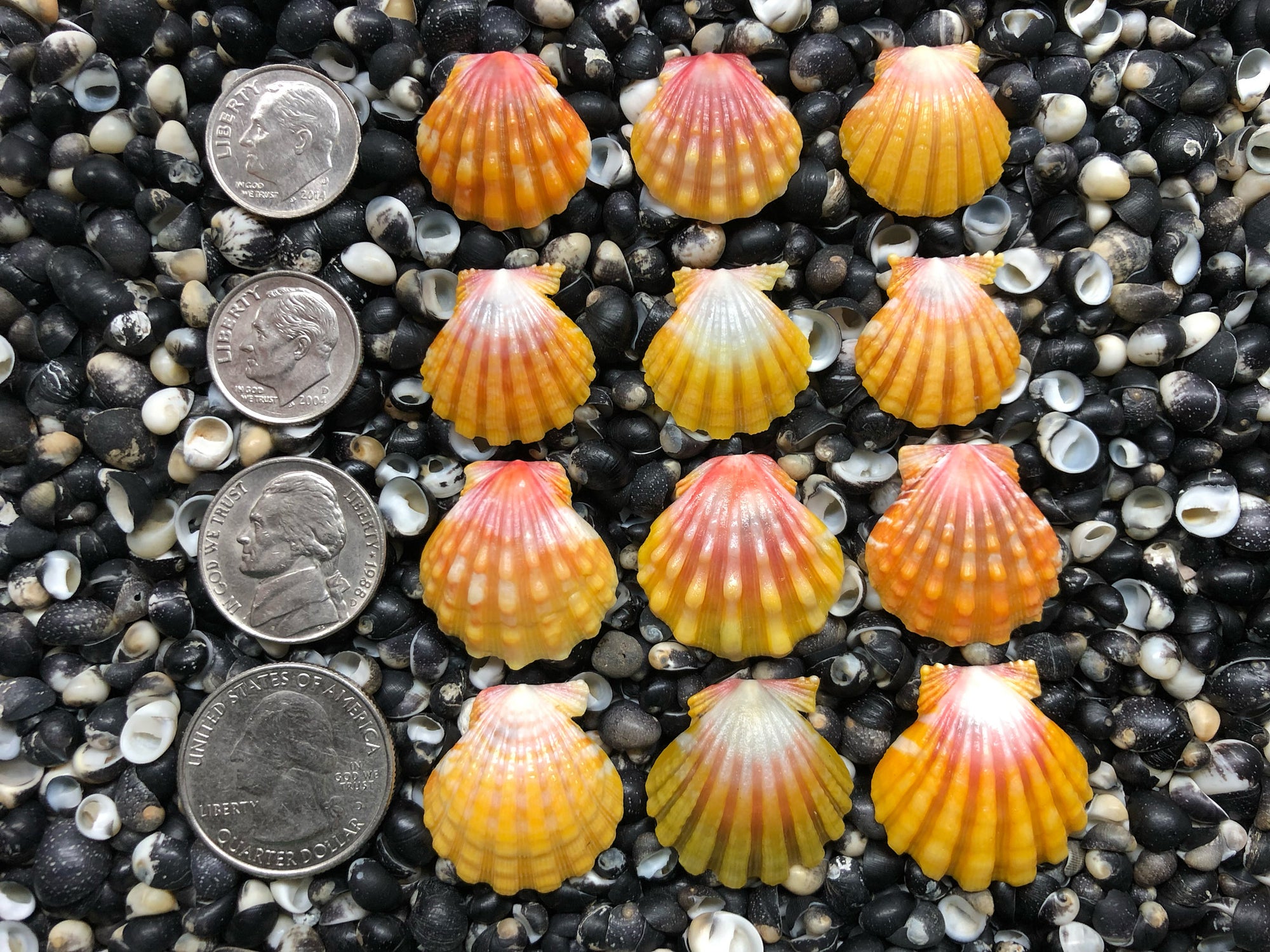0719 lot of sunrise shells