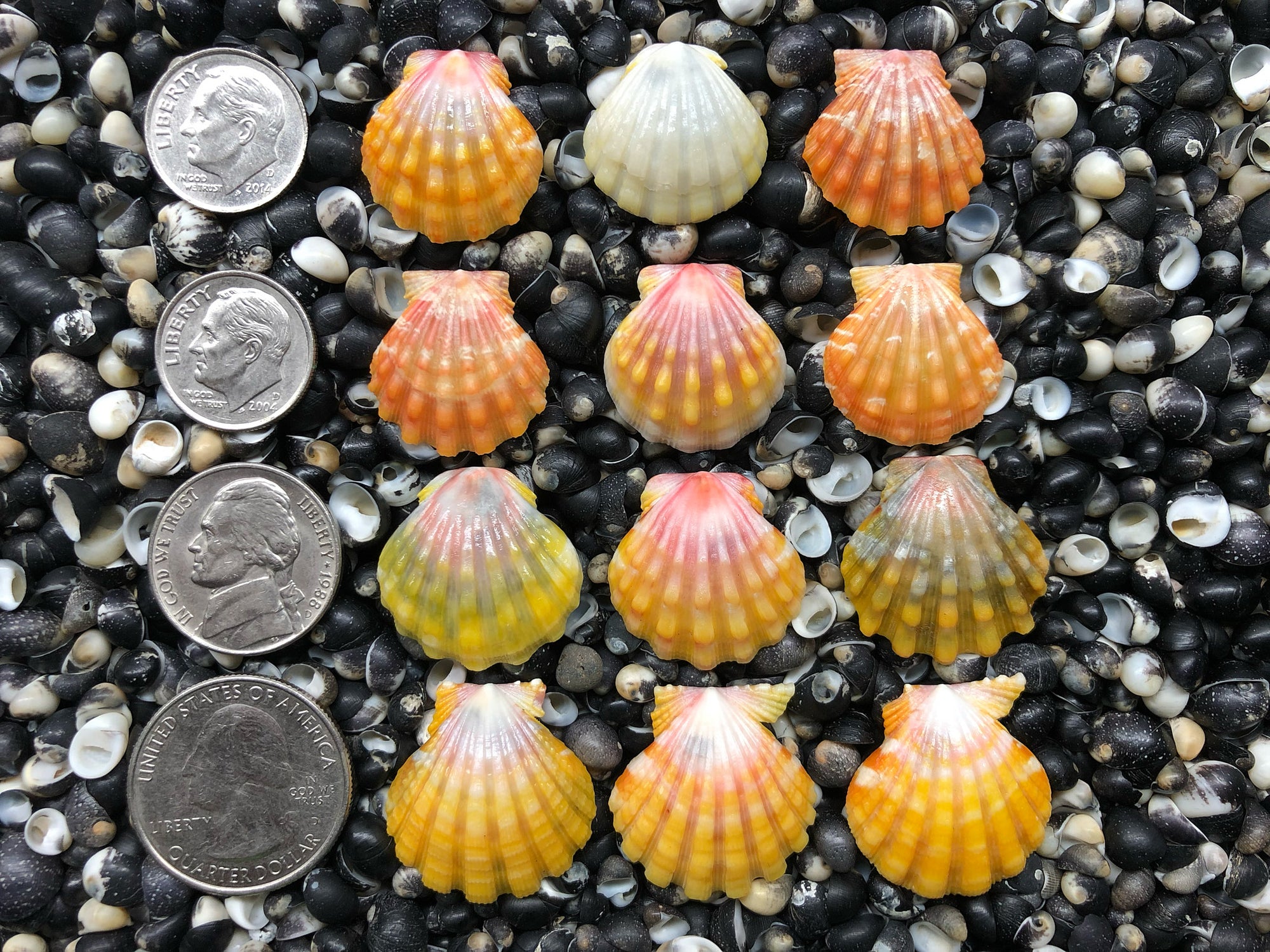 0720 lot of sunrise shells
