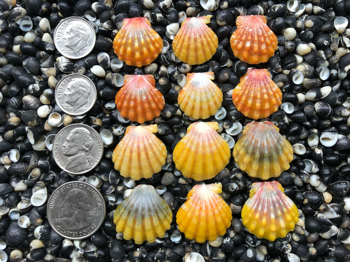 0721 lot of sunrise shells