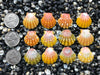 0722 lot of sunrise shells