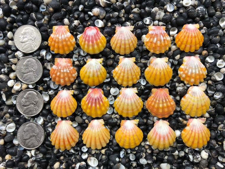 0723 lot of sunrise shells