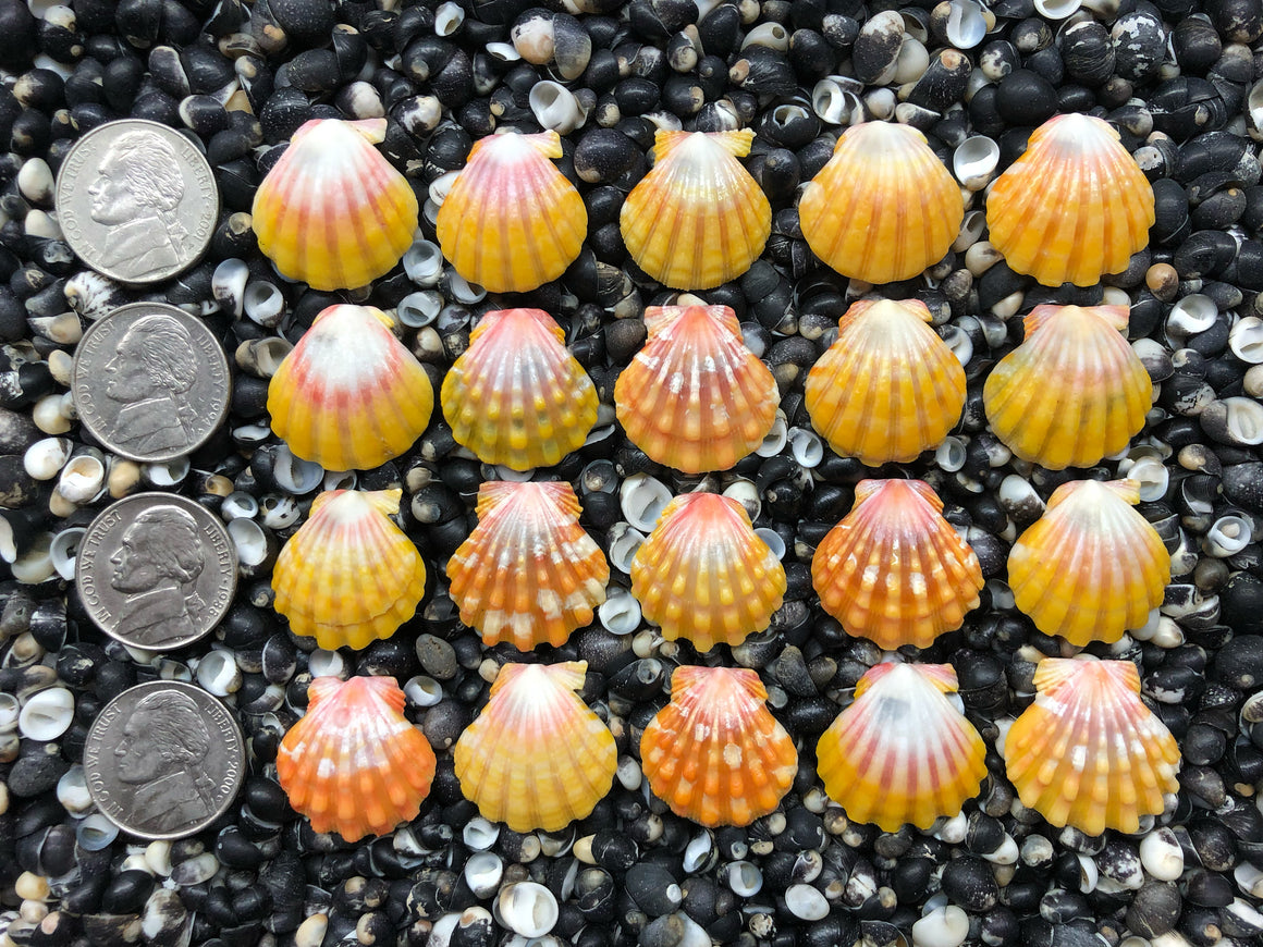 0724 lot of sunrise shells
