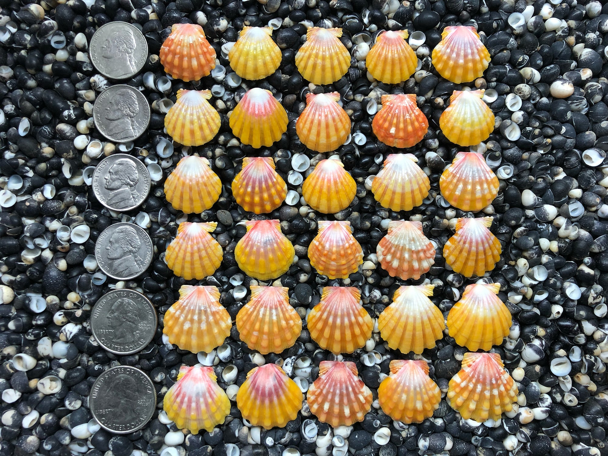 0726 lot of sunrise shells