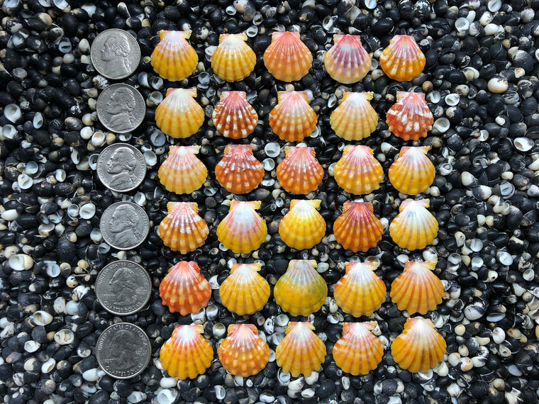 0728 lot of sunrise shells