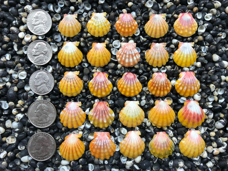 0729 lot of sunrise shells