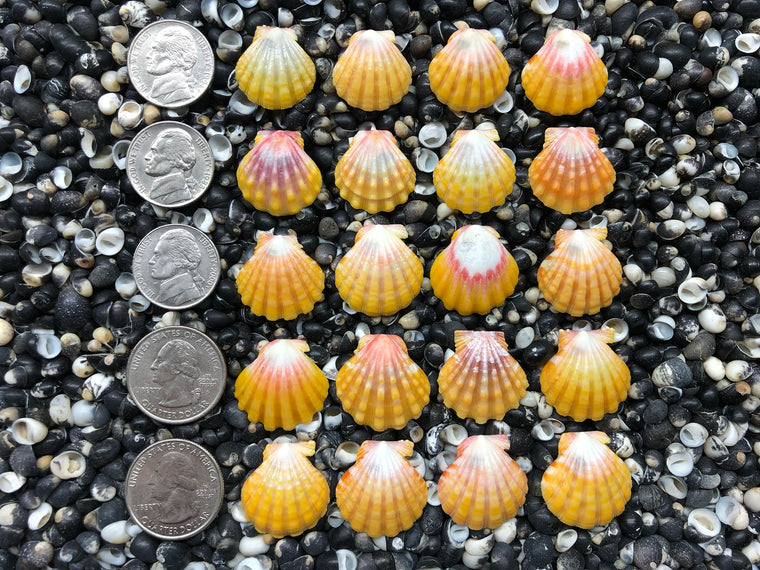 0730 lot of sunrise shells