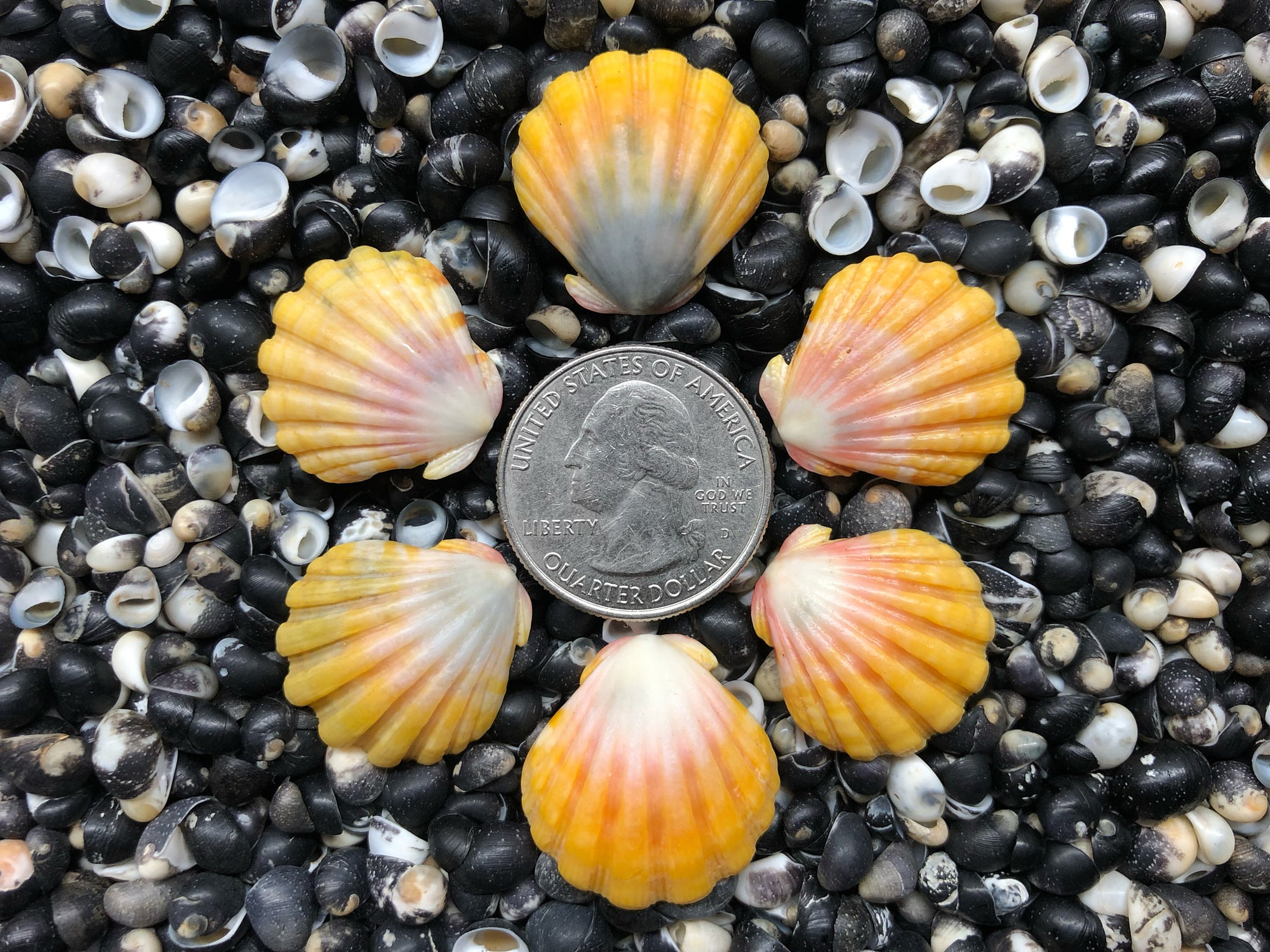 0732 lot of sunrises shells