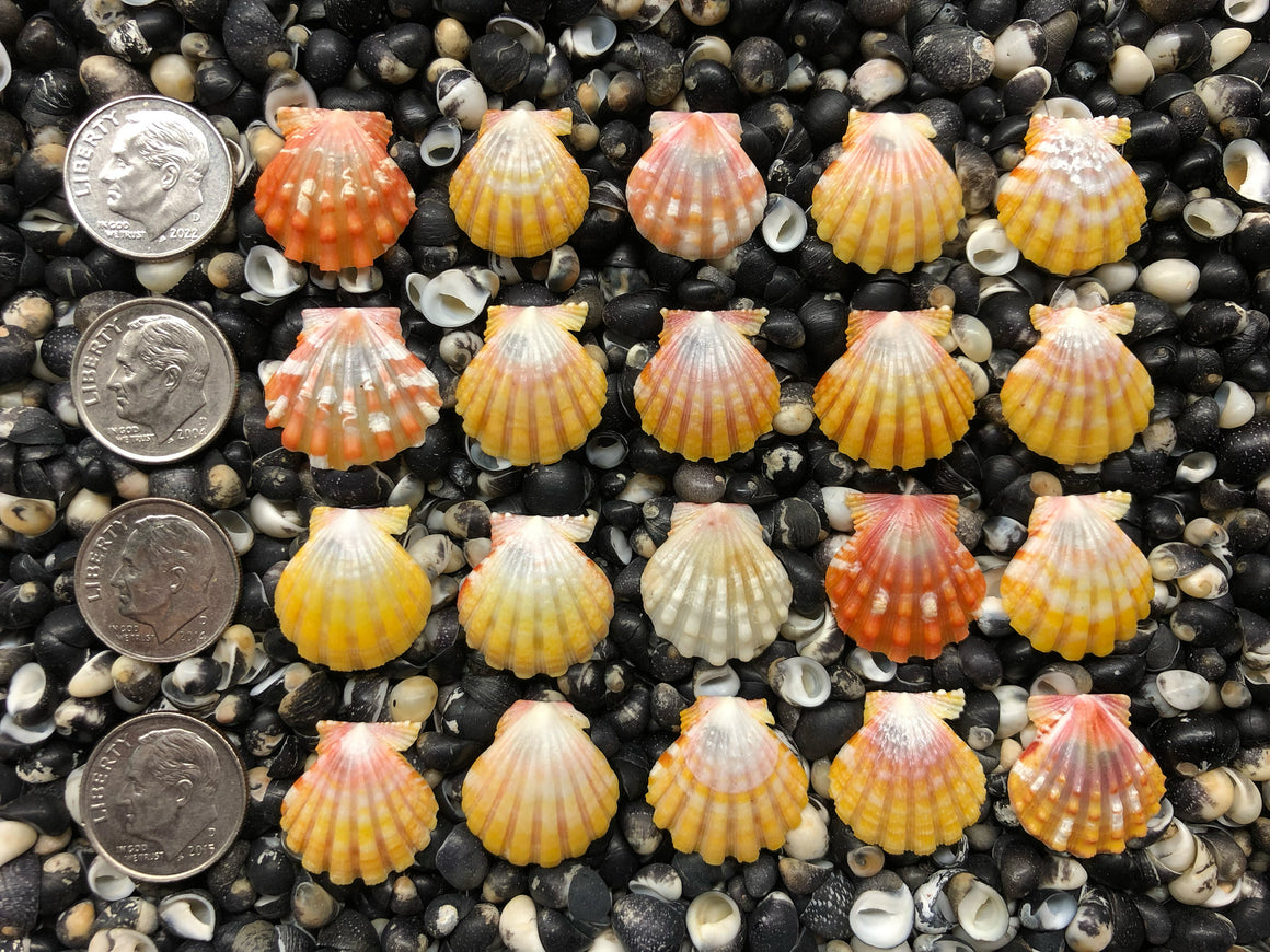 0739 lot of sunrise shells