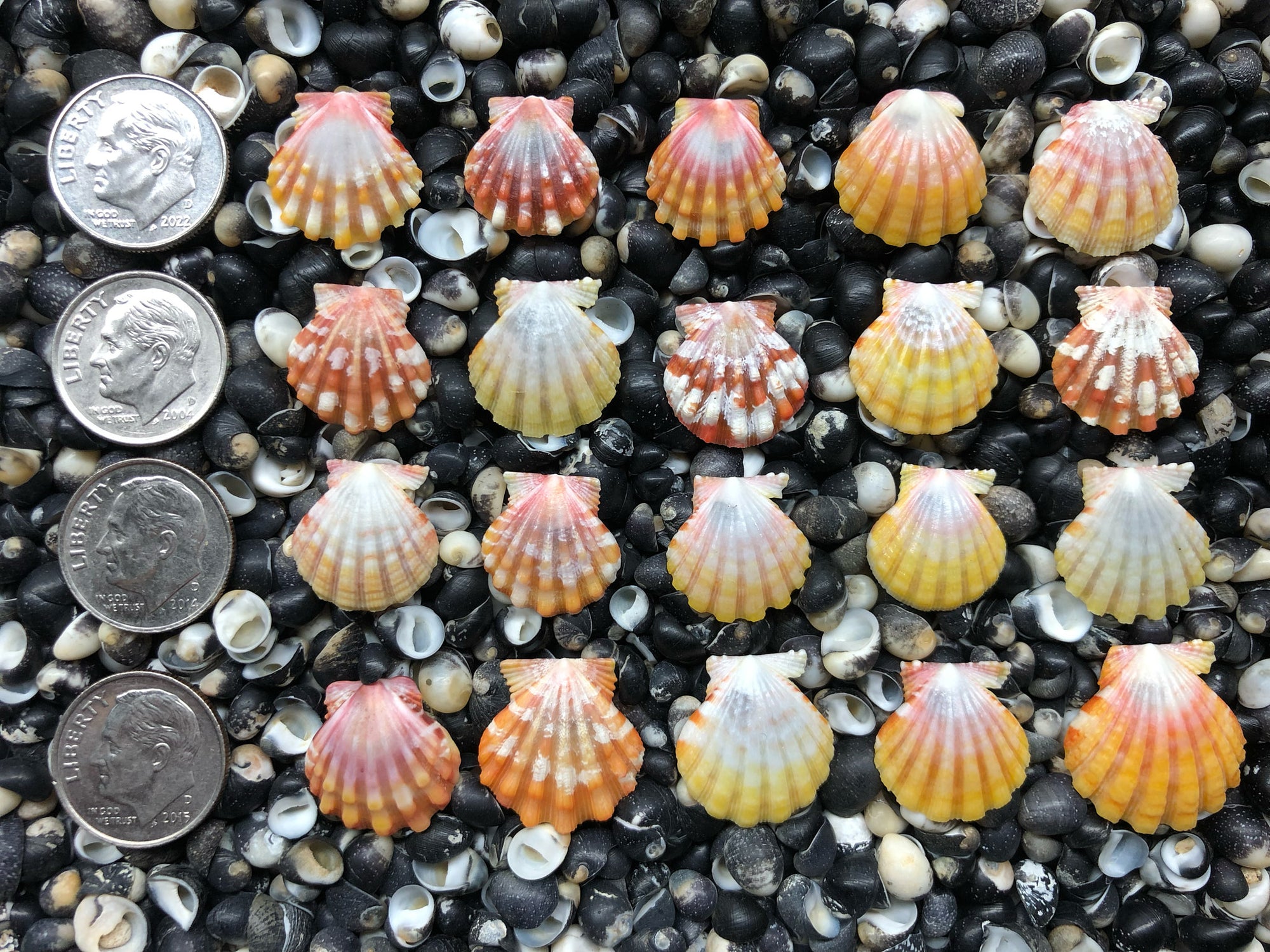 0742 lot of sunrise shells