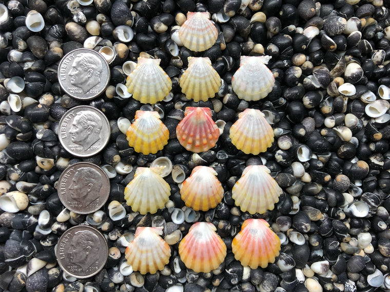 0743 lot of sunrise shells