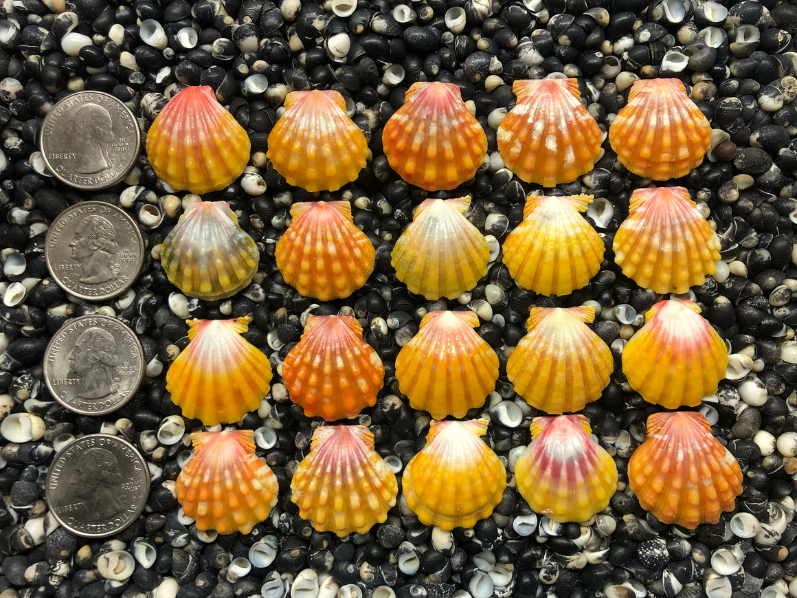 0744 lot of sunrise shells