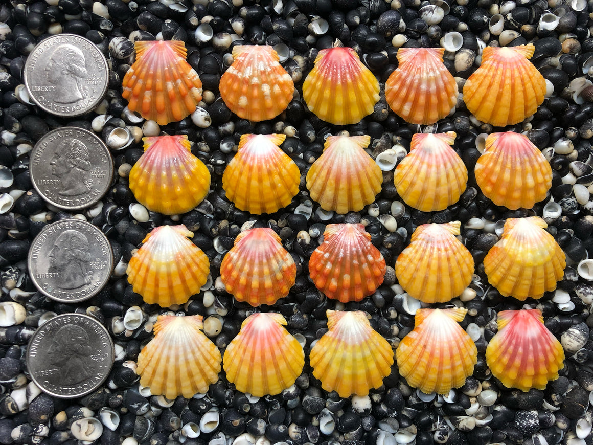 0745 lot of sunrise shells