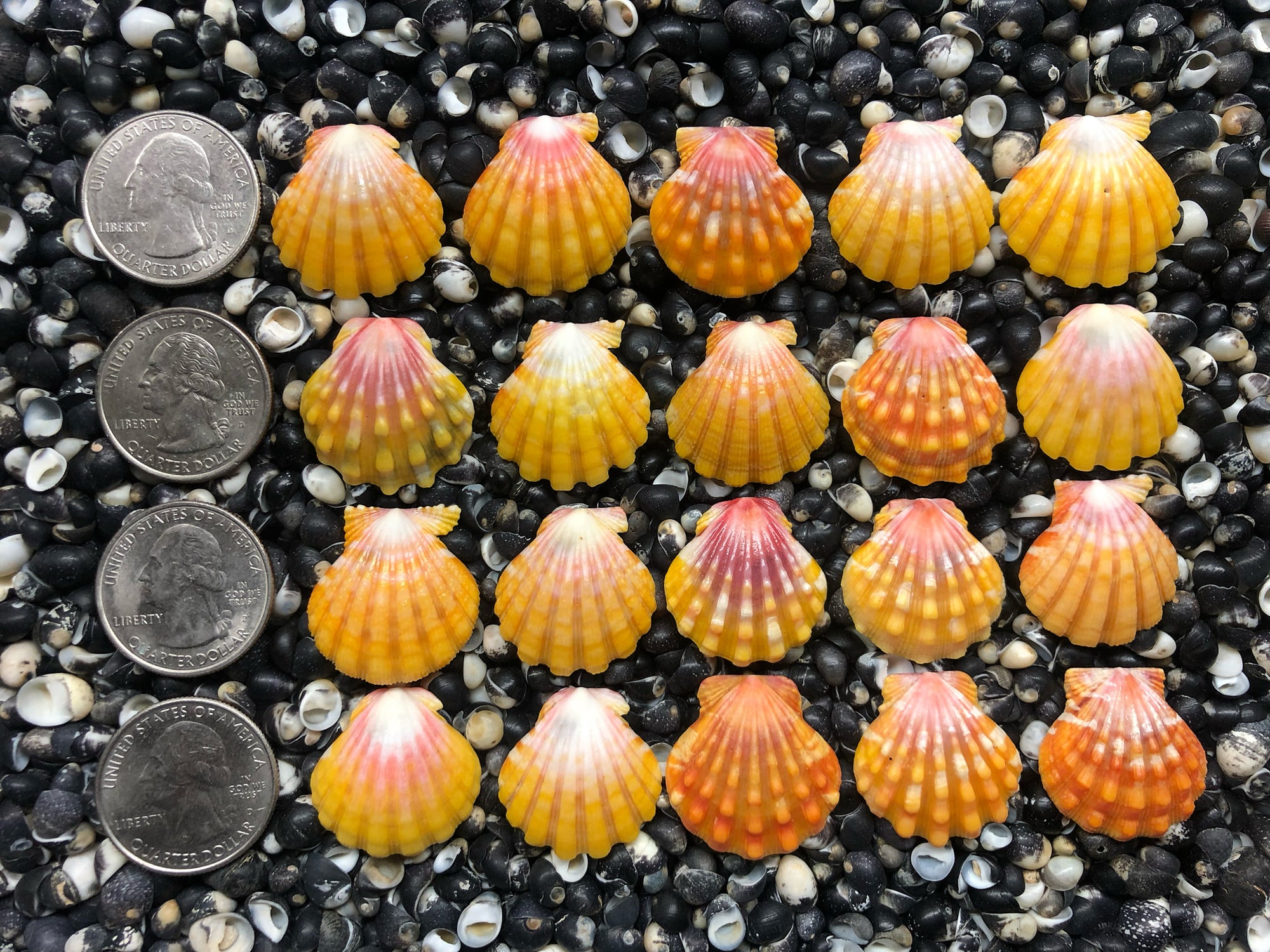 0747 lot of sunrise shells