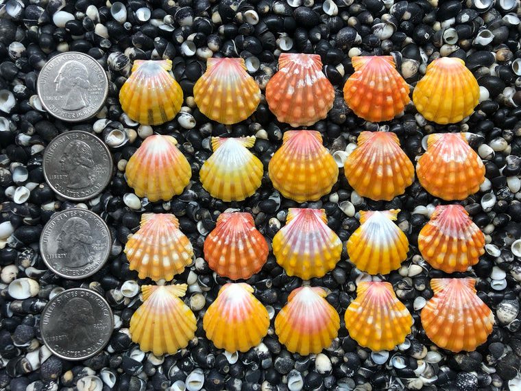 0748 lot of sunrise shells