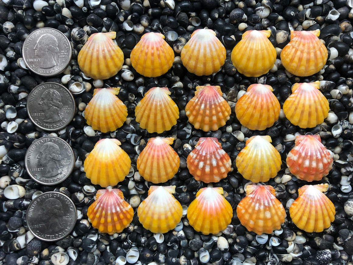 0749 lot of sunrise shells