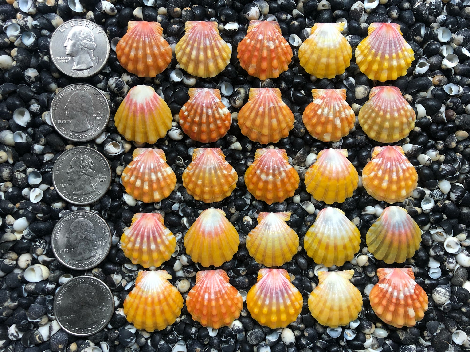 0750 lot of sunrise shells