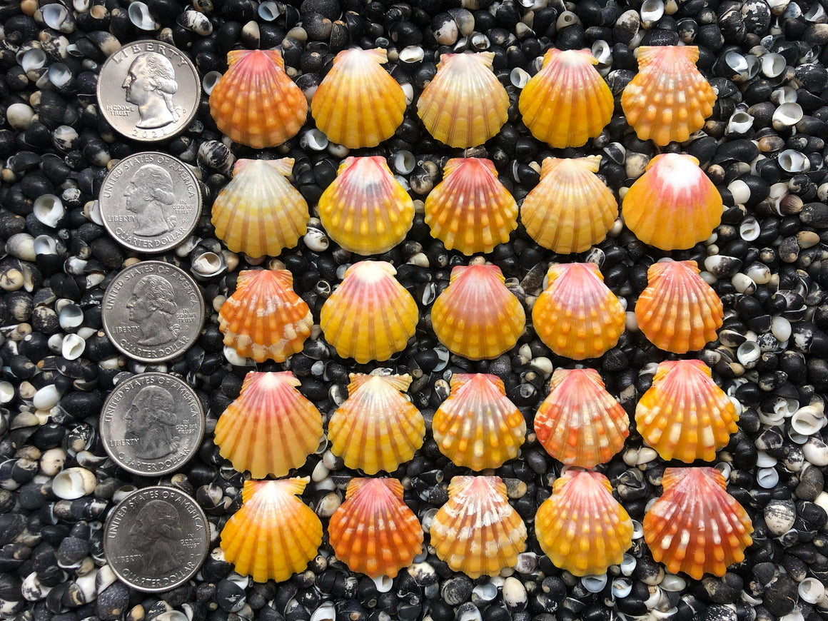 0751 lot of sunrise shells