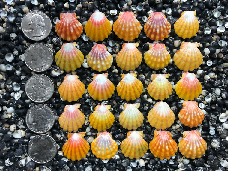 0752 lot of sunrise shells