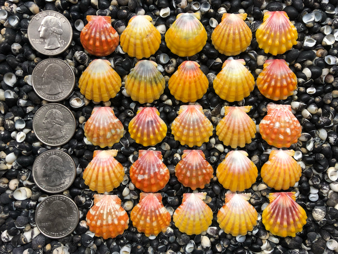 0753 lot of sunrise shells