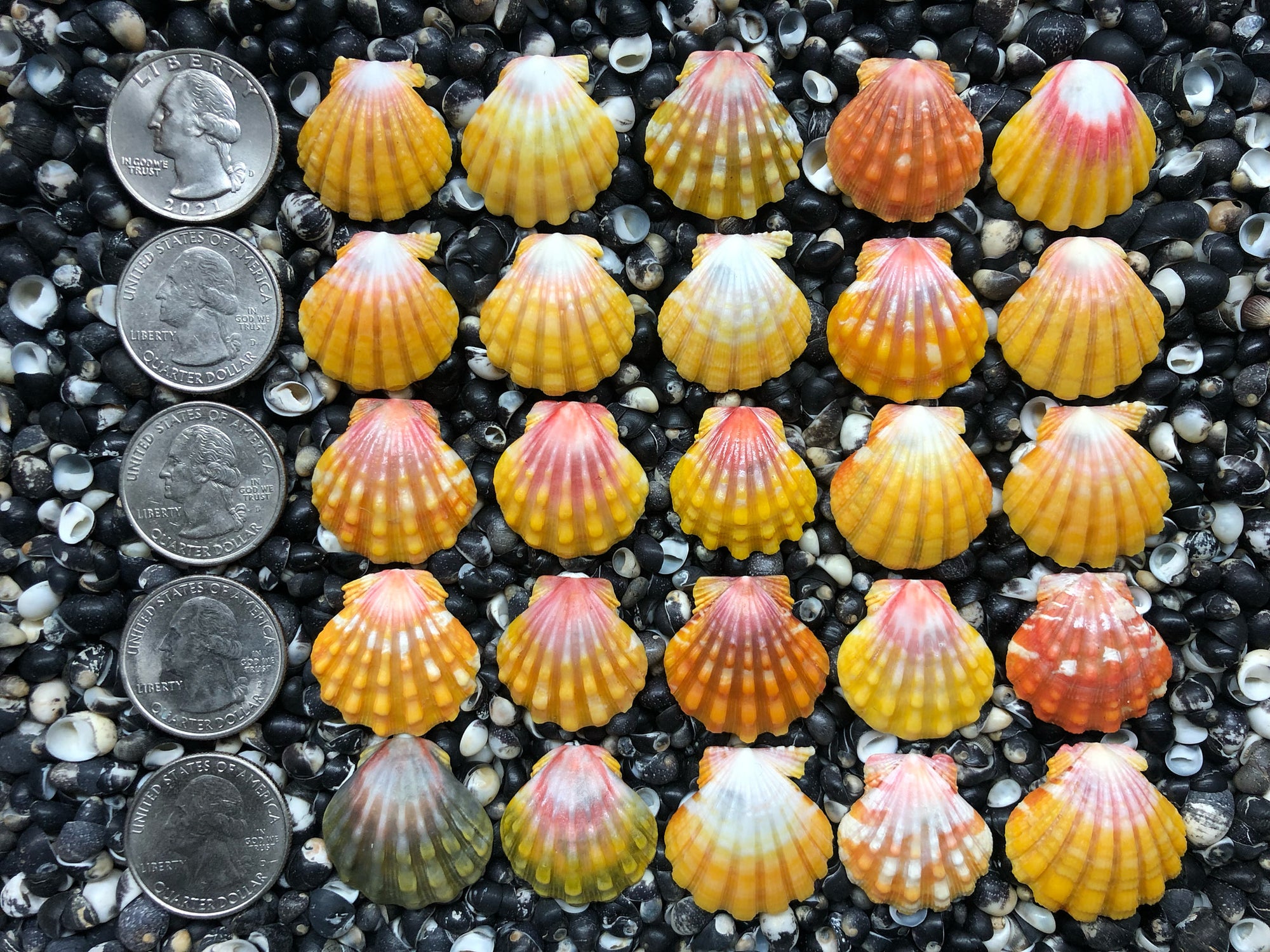 0754 lot of sunrise shells