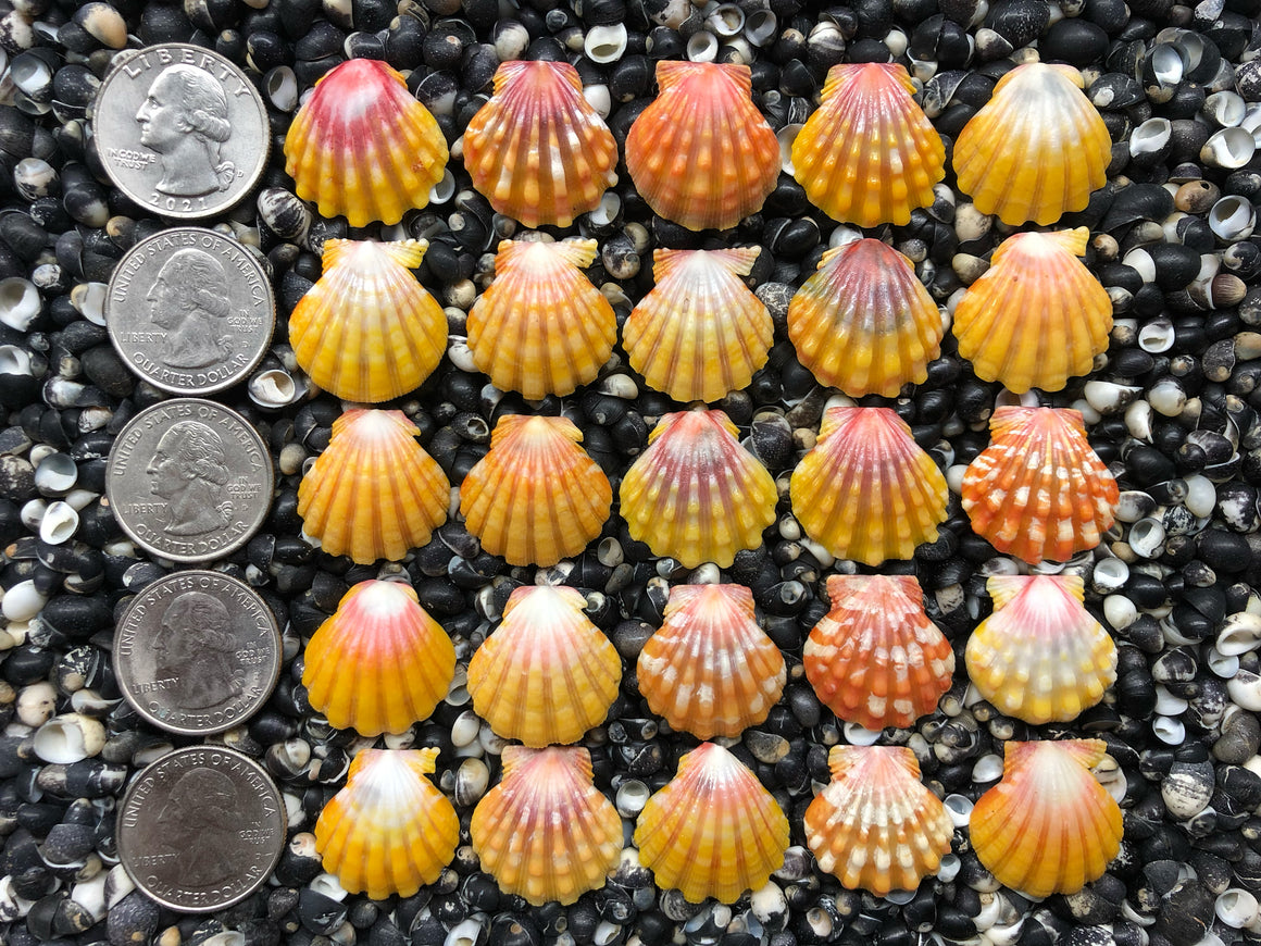 0755 lot of sunrise shells