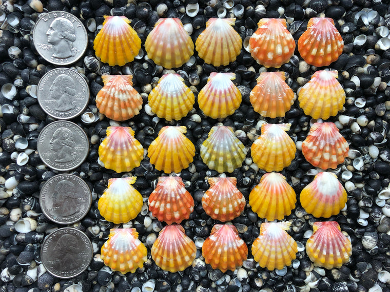 0756 lot of sunrise shells