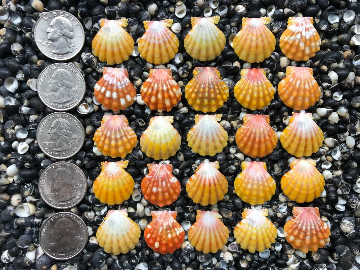 0757 lot of sunrise shells