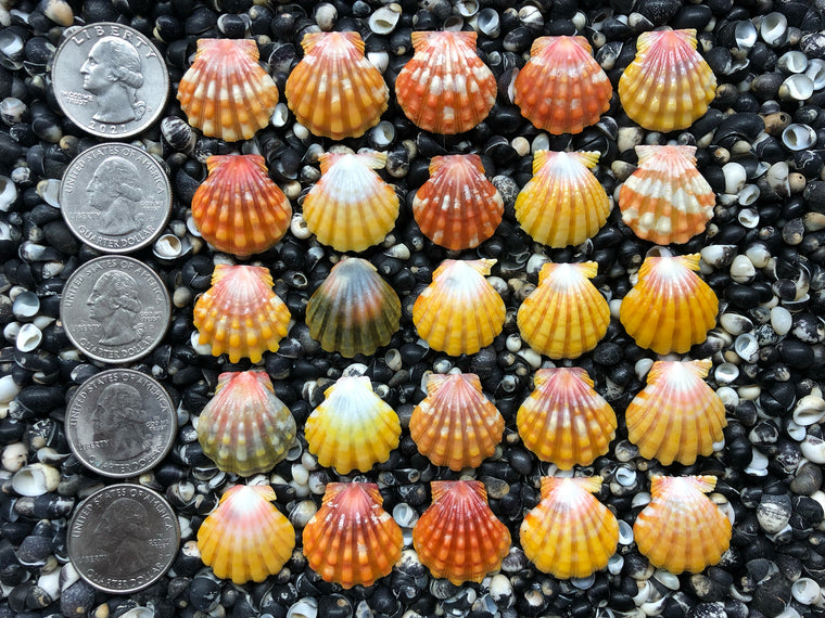 0758 lot of sunrise shells