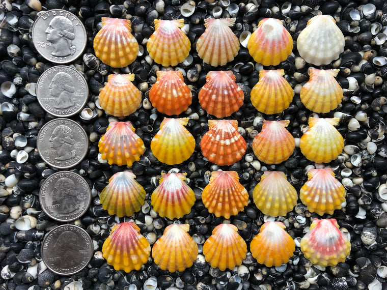 0759 lot of sunrise shells