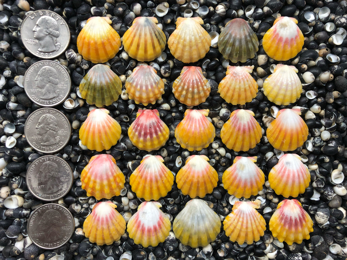 0760 lot of sunrise shells