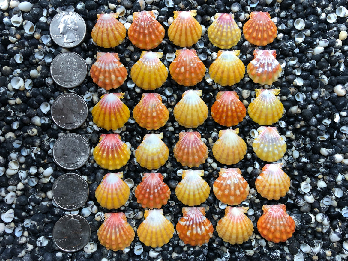 0761 lot of sunrise shells