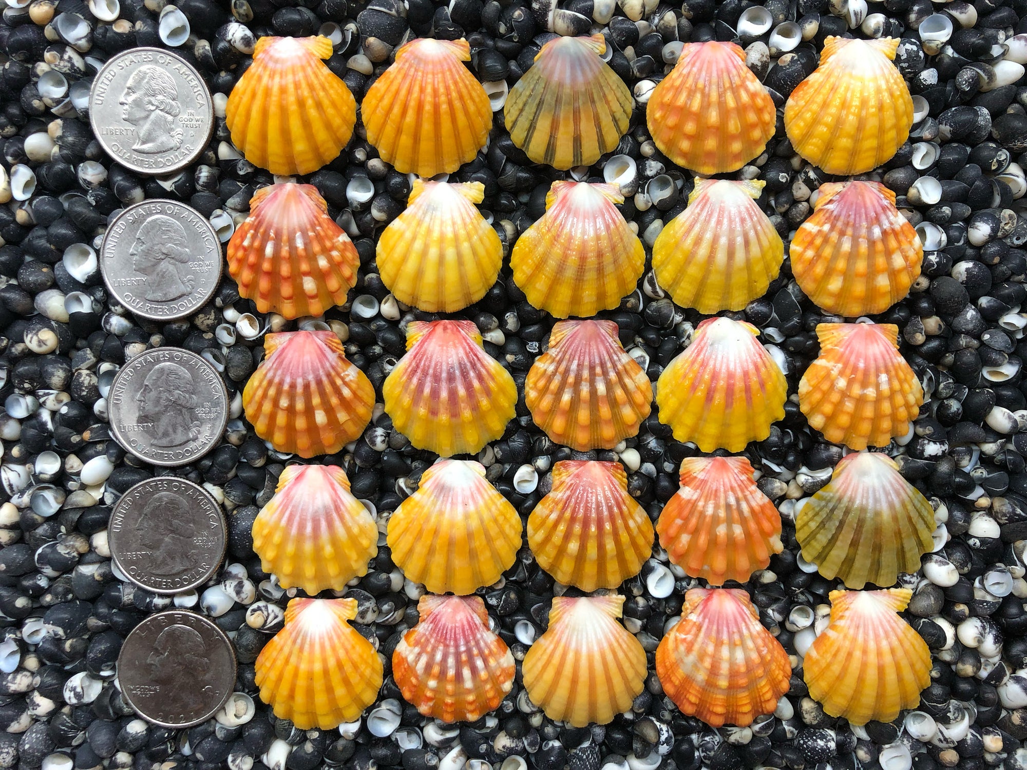 0762 lot of sunrise shells