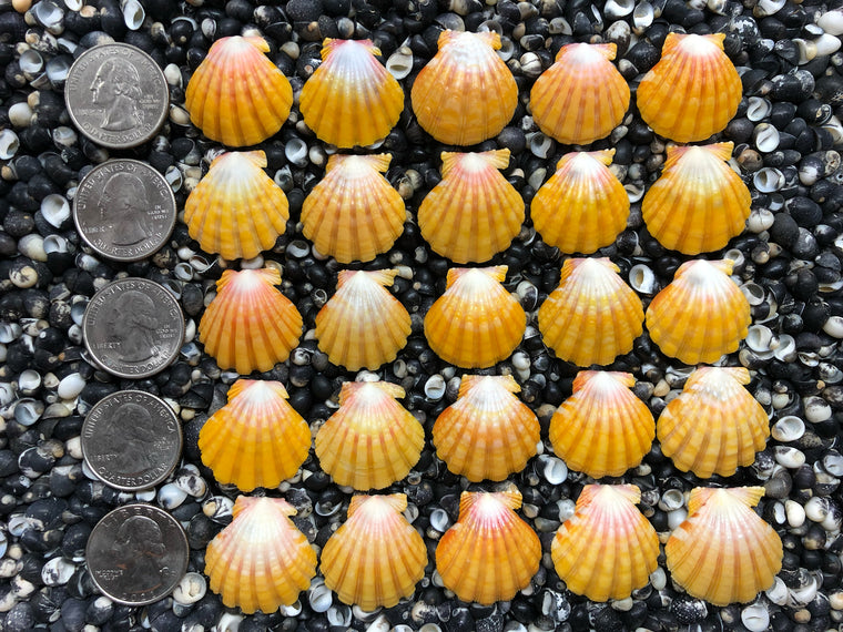 0766 lot of sunrise shells