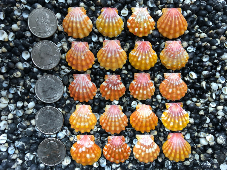 0767 lot of sunrise shells