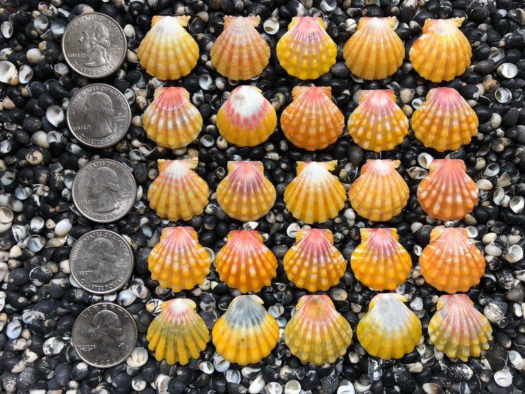 0768 lot of sunrise shells
