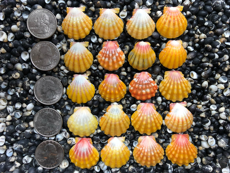 0769 lot of sunrise shells