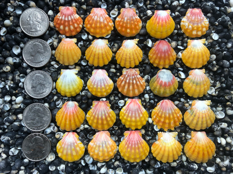0771 lot of sunrise shells