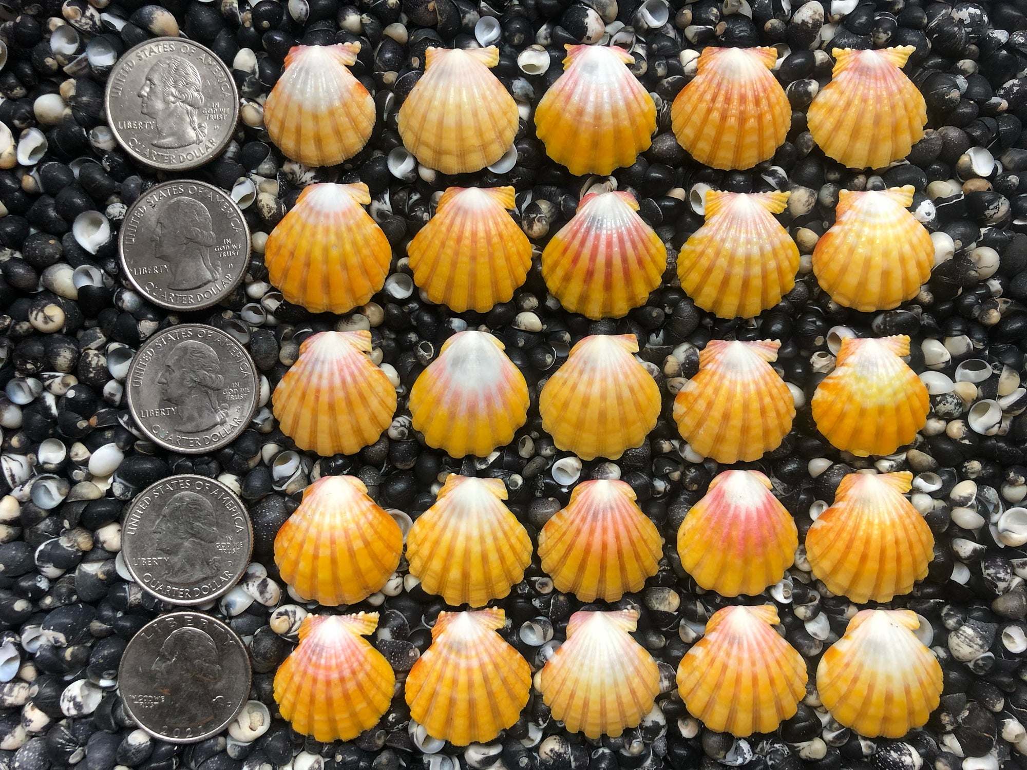 0772 lot of sunrise shells