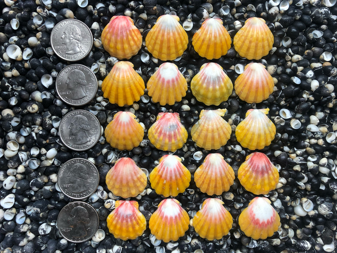 0773 lot of sunrise shells