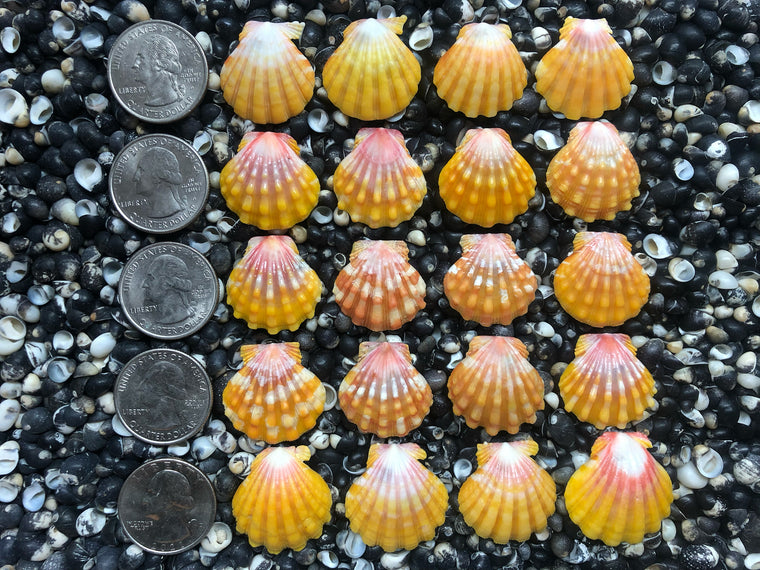 0774 lot of sunrise shells